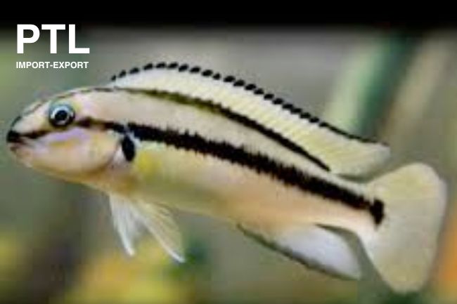 PTL691578L_TELMATOCHROMIS VITTATUS